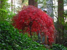 Japanese Maples October 2009 (77) (Custom).jpg