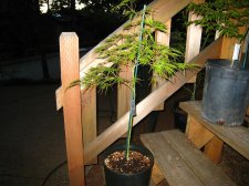 Japanese Maples August 2007 257 (Custom).jpg