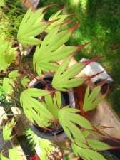 MaplesMay2009 168 (Custom).jpg
