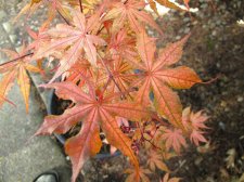 MaplesMay2009 525 (Custom).jpg
