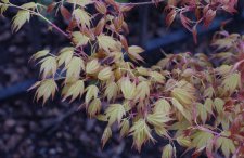 20100305 001.jpg