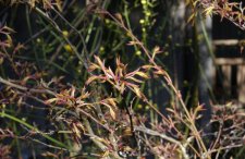 20100305 007.jpg