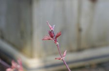 20100305 011.jpg