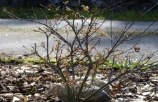 20100305 020.jpg