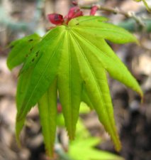 ACER  MIKAWA  YATSUBUSA 04-04-2007 10-37-14.jpg