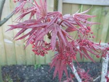 DSCF2195.jpg