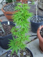 DSCF2183.jpg