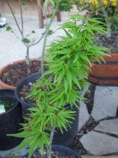 DSCF2185.jpg