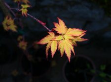 winter flame.JPG