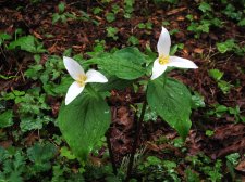 trillium March2010.jpg