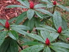 RhododendronMarch2010.jpg