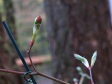 Aconoitifolium March2010.jpg
