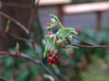 Aconoitifolium2 March2010.jpg