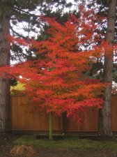 2009 Oct (6).jpg