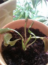 VFT.jpg