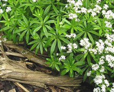 sweet_woodruff.jpg