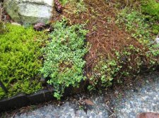 Dwarf Hypericum in garden.JPG
