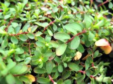 Dwarf Hypericum CloseUp.JPG