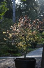 DSC_0025jpg_70.JPG