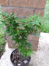 DSCF2235.jpg
