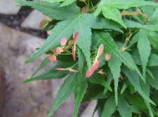 DSCF2531.jpg