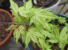 DSCF2513.jpg
