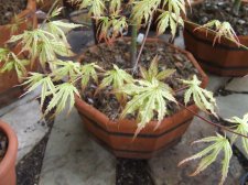 DSCF2231.jpg