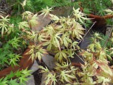 DSCF2233.jpg