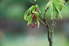 Mikawa Seeds.jpg