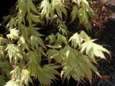 first ghost leaves.jpg