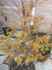 DSCF2129.jpg
