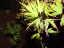 DSCF2633.jpg