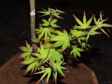 DSCF2629.jpg