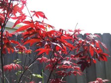 DSCF6153.jpg