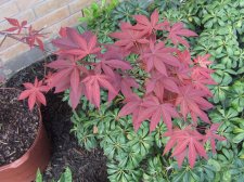 DSCF6138.jpg