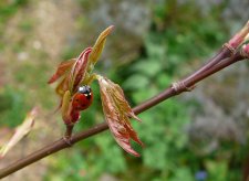 Ladybird1.jpg