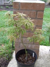 DSCF2254.jpg