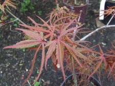DSCF2391.jpg