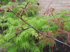 DSCF2394.jpg