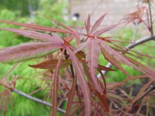 DSCF2393.jpg