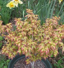 acer.p.mapinomachihime.01_100411.jpg
