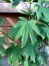 acer1.jpg