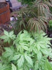 DSCF2662.jpg