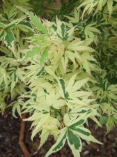 DSCF2559.jpg