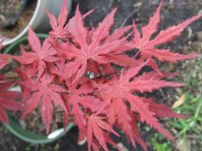 DSCF2705.jpg