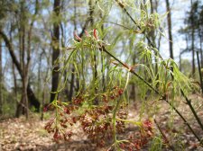 7-Kinshi in bloom.jpg