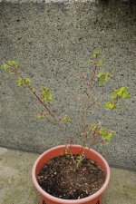DSC_3237.jpg