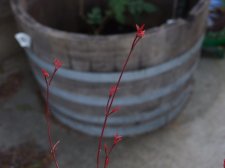 dscf4178.jpg