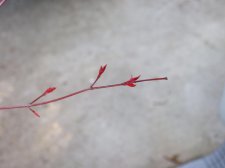 dscf4179.jpg