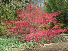 ACER  DESHOJO 17-04-2010 13-02-50.jpg